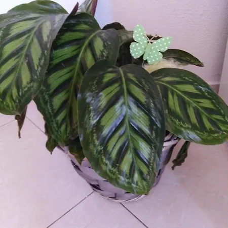 Apartamento Luciana *